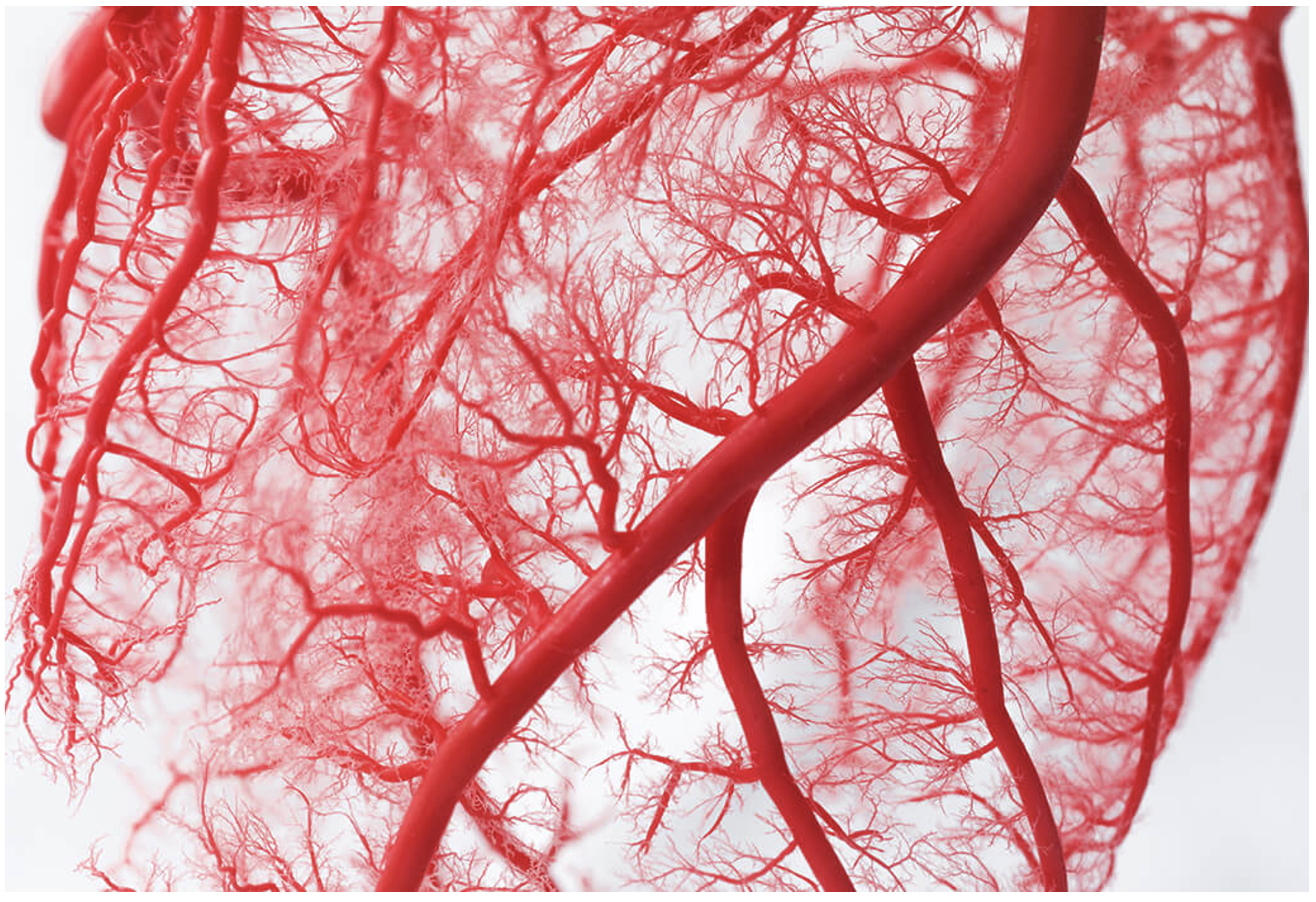 Кровеносная система сердце вены артерии капилляры. Сердце и кровеносные сосуды. Снимок кровеносных сосудов.