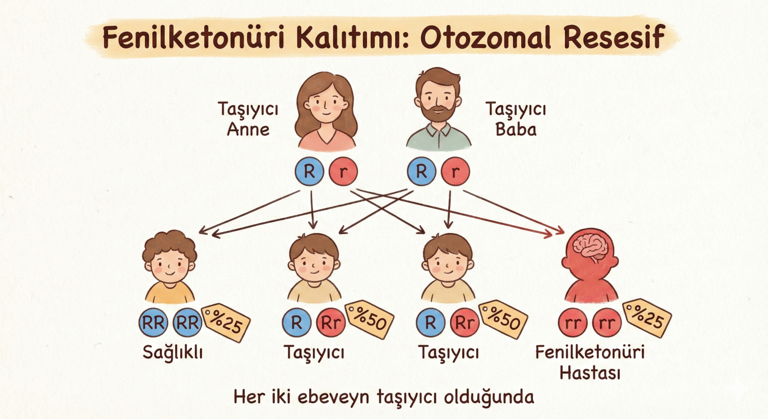 Fenilketonüri hastalığının ortaya çıkış mekanizmasını gösteren görsel